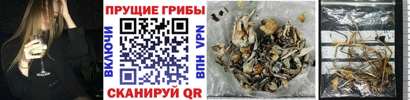цены   Ядрин  Галлюциногенные грибы Magic Shrooms 